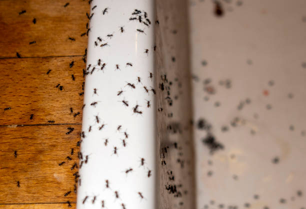 Best Insect Control  in Merian, ID