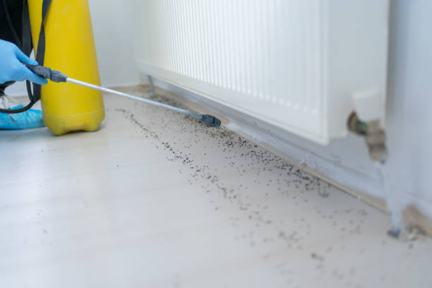 Professional Pest Control in Meridian, ID